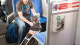 Hunde: Blindenhunde: Gespann mit guter Führung - Bild 5