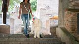 Hunde: Blindenhunde: Gespann mit guter Führung - Bild 6