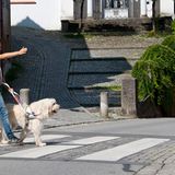 Hunde: Blindenhunde: Gespann mit guter Führung - Bild 7