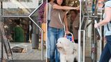 Hunde: Blindenhunde: Gespann mit guter Führung - Bild 8