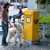 Hunde: Blindenhunde: Gespann mit guter Führung - Bild 9