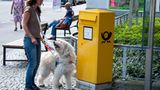 Hunde: Blindenhunde: Gespann mit guter Führung - Bild 9