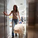 Hunde: Blindenhunde: Gespann mit guter Führung - Bild 10