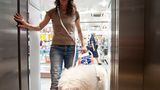 Hunde: Blindenhunde: Gespann mit guter Führung - Bild 10