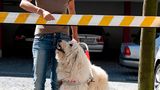 Hunde: Blindenhunde: Gespann mit guter Führung - Bild 11