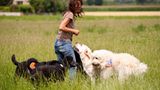 Hunde: Blindenhunde: Gespann mit guter Führung - Bild 12