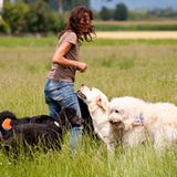 Hunde: Blindenhunde: Gespann mit guter Führung - Bild 12