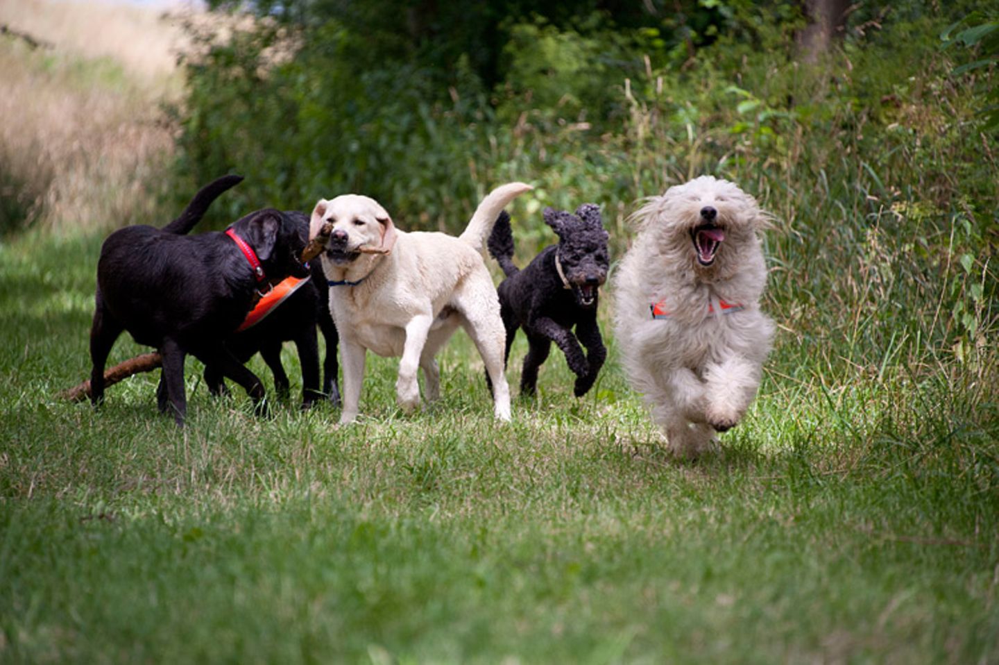 Hunde: Blindenhunde: Gespann mit guter Führung - Bild 13