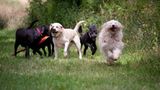 Hunde: Blindenhunde: Gespann mit guter Führung - Bild 13