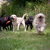 Hunde: Blindenhunde: Gespann mit guter Führung - Bild 13