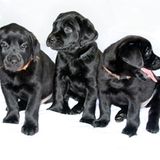 Hunde: Blindenhunde: Gespann mit guter Führung - Bild 15