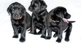 Hunde: Blindenhunde: Gespann mit guter Führung - Bild 15