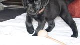 Hunde: Blindenhunde: Gespann mit guter Führung - Bild 16
