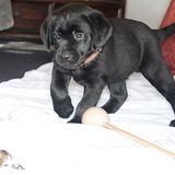 Hunde: Blindenhunde: Gespann mit guter Führung - Bild 16