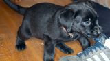 Hunde: Blindenhunde: Gespann mit guter Führung - Bild 17
