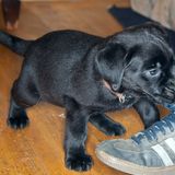 Hunde: Blindenhunde: Gespann mit guter Führung - Bild 17