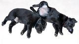 Hunde: Blindenhunde: Gespann mit guter Führung - Bild 18