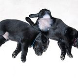 Hunde: Blindenhunde: Gespann mit guter Führung - Bild 18