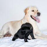 Hunde: Blindenhunde: Gespann mit guter Führung - Bild 19