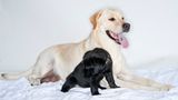 Hunde: Blindenhunde: Gespann mit guter Führung - Bild 19