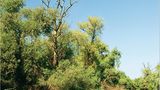 Grünes Paradies