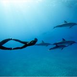 Apnoe-Tauchen: "Freediven fördert die mentale Stärke"