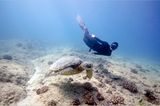 Apnoe-Tauchen: "Freediven fördert die mentale Stärke" - Bild 2