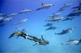 Apnoe-Tauchen: "Freediven fördert die mentale Stärke" - Bild 4