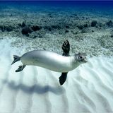 Apnoe-Tauchen: "Freediven fördert die mentale Stärke" - Bild 6