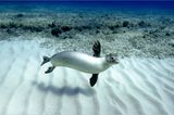 Apnoe-Tauchen: "Freediven fördert die mentale Stärke" - Bild 6