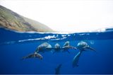 Apnoe-Tauchen: "Freediven fördert die mentale Stärke" - Bild 8