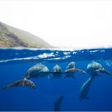 Apnoe-Tauchen: "Freediven fördert die mentale Stärke" - Bild 8