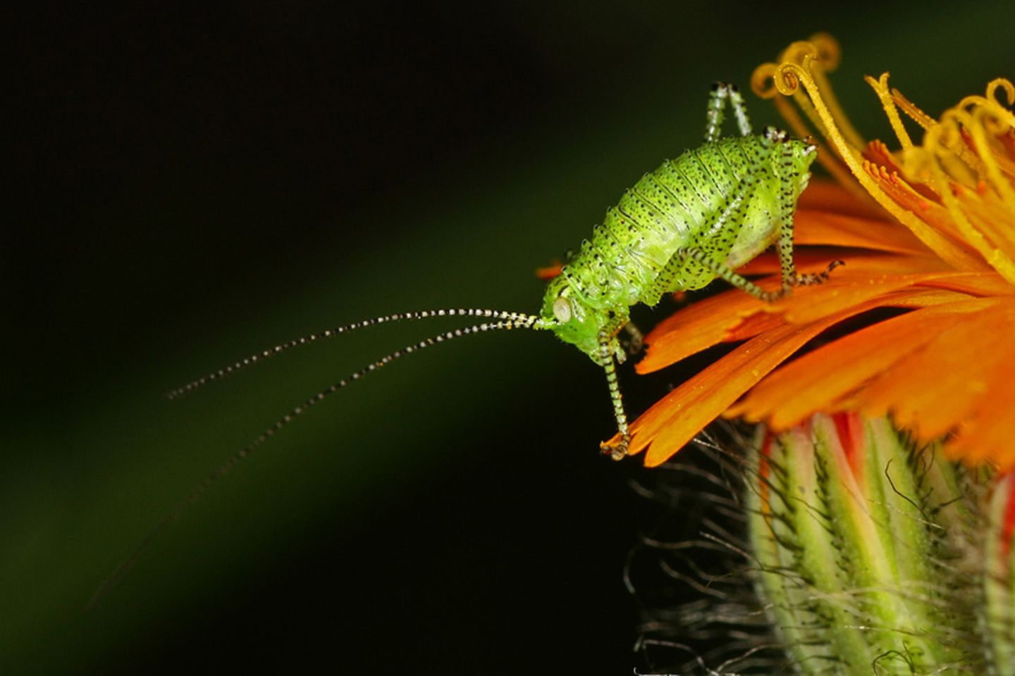 Fotogalerie: Biologische Vielfalt