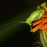 Fotogalerie: Biologische Vielfalt