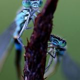 Fotogalerie: Biologische Vielfalt - Bild 4