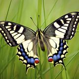 Fotogalerie: Biologische Vielfalt - Bild 5