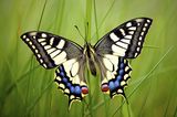 Fotogalerie: Biologische Vielfalt - Bild 5