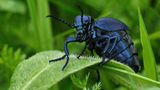 Fotogalerie: Biologische Vielfalt - Bild 7