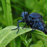 Fotogalerie: Biologische Vielfalt - Bild 7