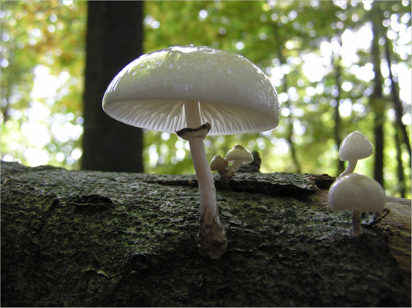 Fotogalerie: Biologische Vielfalt - Bild 8