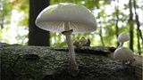 Fotogalerie: Biologische Vielfalt - Bild 8