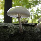 Fotogalerie: Biologische Vielfalt - Bild 8