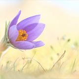 Fotogalerie: Biologische Vielfalt - Bild 9