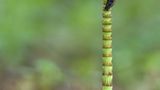 Fotogalerie: Biologische Vielfalt - Bild 10