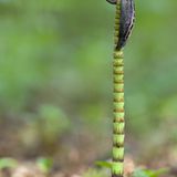 Fotogalerie: Biologische Vielfalt - Bild 10