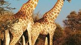 Auf einen Drink im Okavango