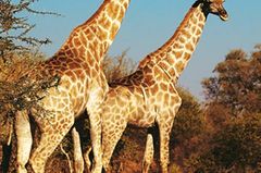 Auf einen Drink im Okavango