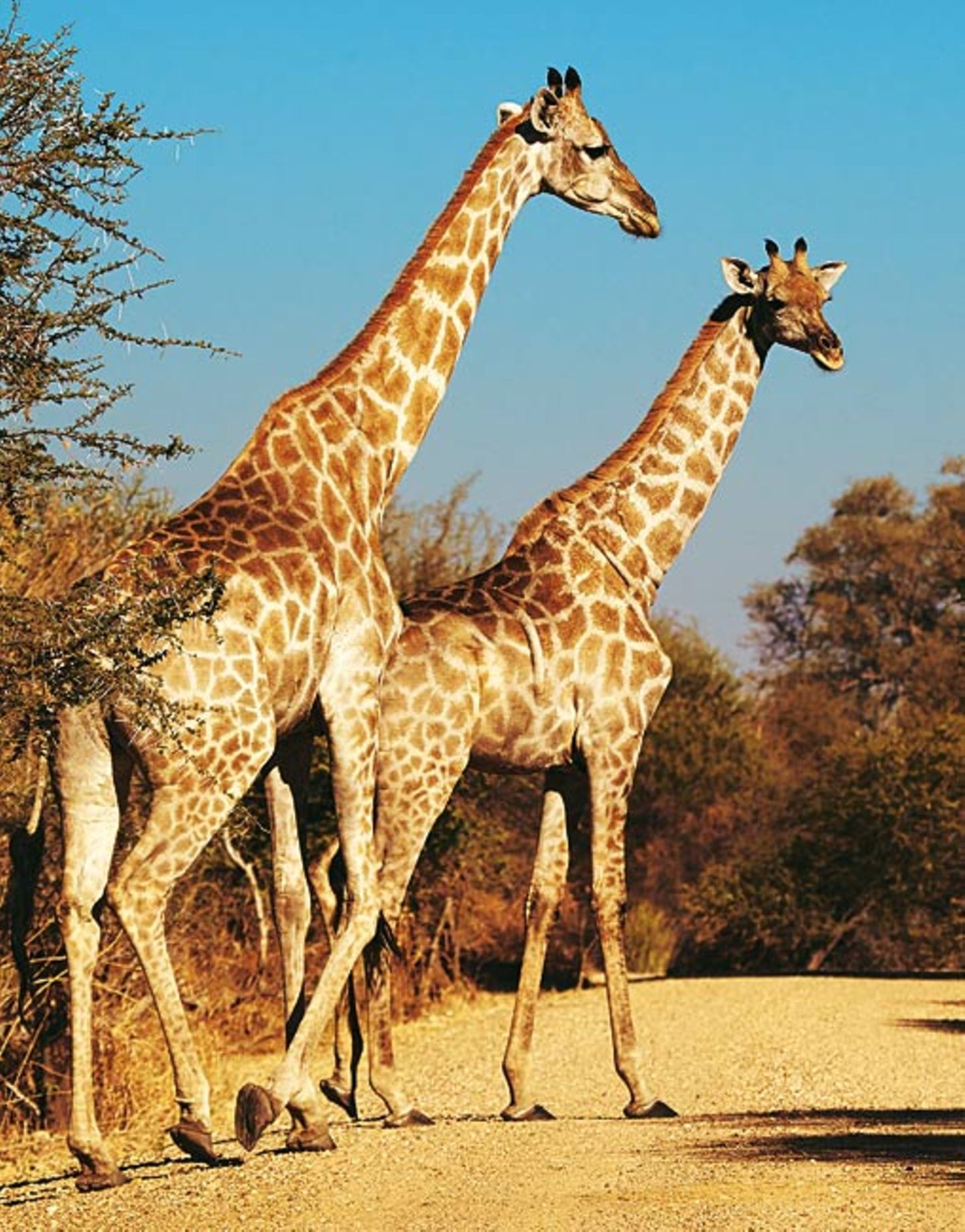 Auf einen Drink im Okavango