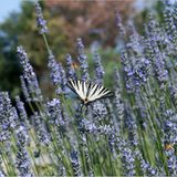 Fotogalerie: Tribewanted Monestevole - Bild 2