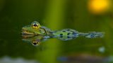 Frosch
